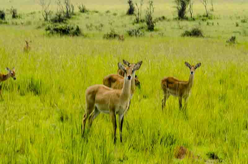 46 - Antilopes Impala - parque nacional de las cataratas Murchison - Uganda